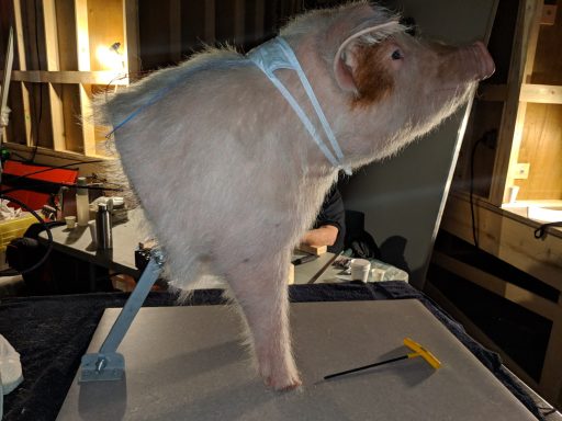 Hand Puppeteered this pig in a number of scenes.. 